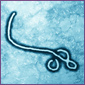 the Ebola Virus